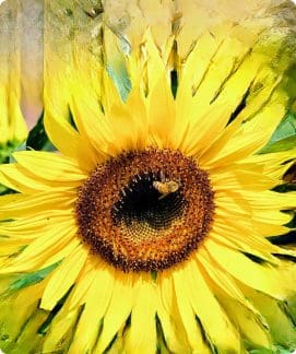A bright sunflower with a bee collecting nectar.