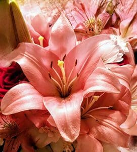 Close-up of soft pink lilies with delicate petals and stamens.