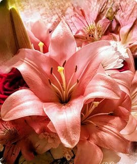 Close-up of soft pink lilies with delicate petals and stamens.