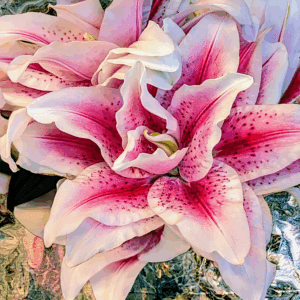 Close-up of pink and white lilies with speckled petals.
