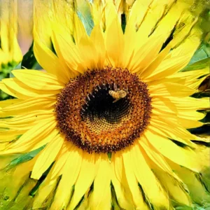 Sunflower with a bee on its center.