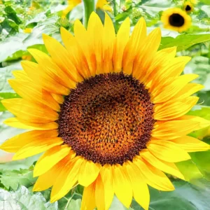 Bright sunflower with green leaves background.
