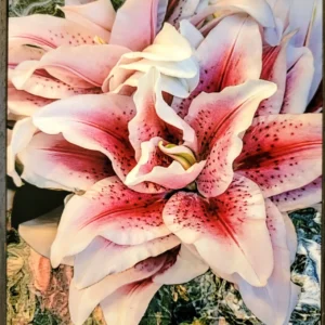 Pink lilies with speckled petals, green background.