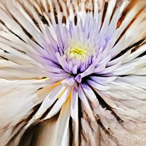 Purple and white abstract flower design.