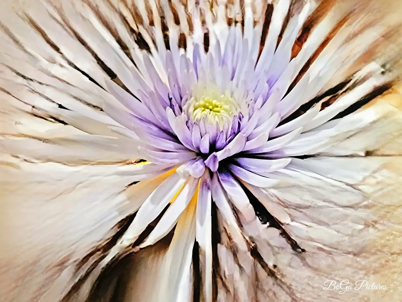 Purple and white abstract flower design.