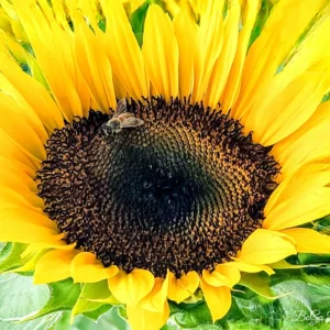 Bee on vibrant yellow sunflower blossom.