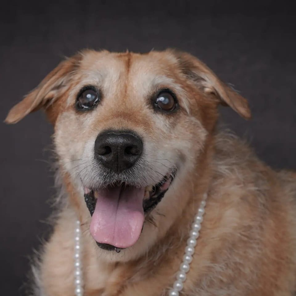 Happy dog wearing a pearl necklace.