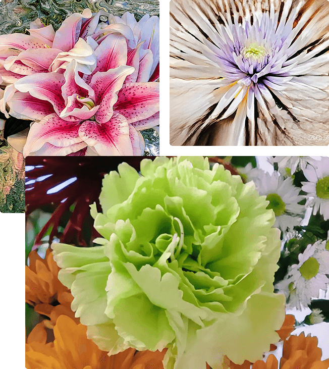 A collage of colorful flowers including pink, white, and green blooms.